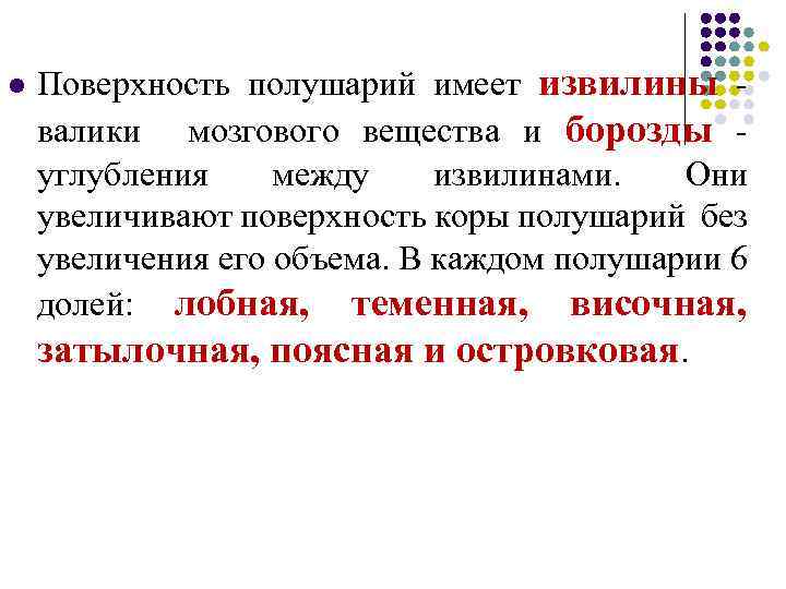 l Поверхность полушарий имеет извилины - валики мозгового вещества и борозды - углубления между