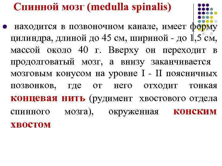  Спинной мозг (medulla spinalis) l находится в позвоночном канале, имеет форму цилиндра, длиной
