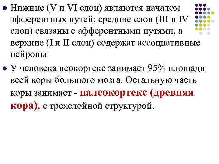 l l Нижние (V и VI слои) являются началом эфферентных путей; средние слои (III