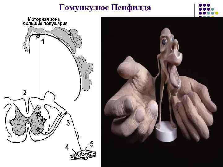Гомункулюс Пенфилда 