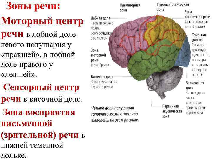 Зоны речи: Моторный центр речи в лобной доле левого полушария у «правшей» , в