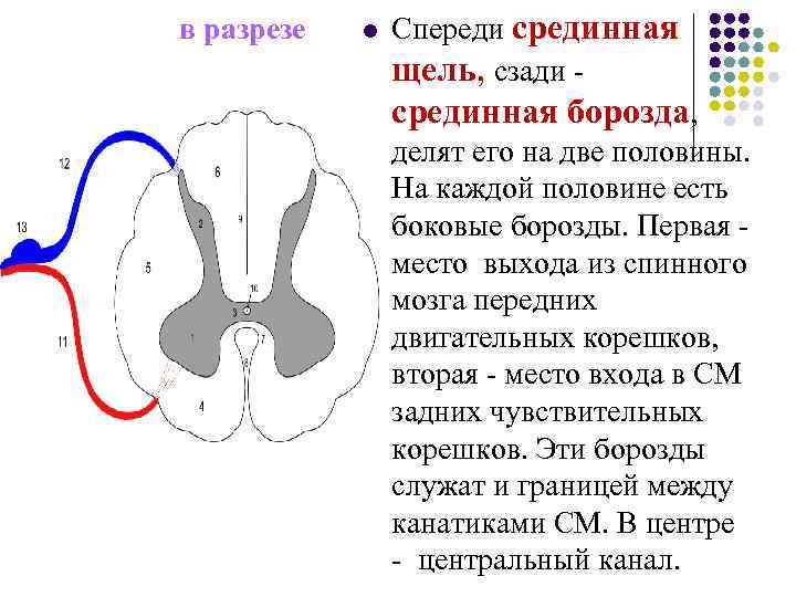  в разрезе l Спереди срединная щель, сзади - срединная борозда, делят его на