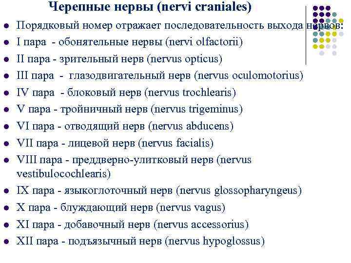  Черепные нервы (nervi craniales) l l l l Порядковый номер отражает последовательность выхода