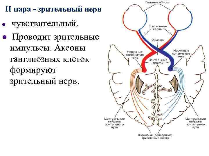 II пара - зрительный нерв l l чувствительный. Проводит зрительные импульсы. Аксоны ганглиозных клеток