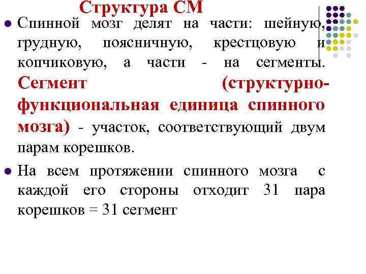 Структура СМ l Спинной мозг делят на части: шейную, грудную, поясничную, крестцовую и копчиковую,