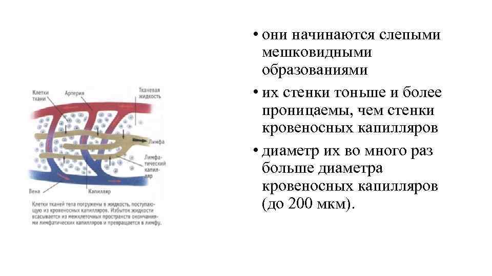  • они начинаются слепыми мешковидными образованиями • их стенки тоньше и более проницаемы,