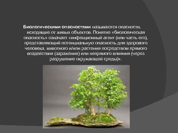 Биологическими опасностями называются опасности, исходящие от живых объектов. Понятие «биологическая опасность» означает «инфекционный агент