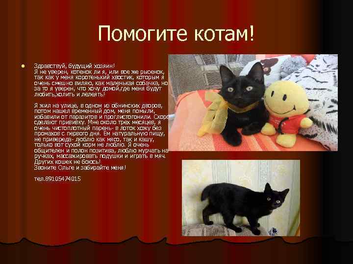 Помогите котам! l Здравствуй, будущий хозяин! Я не уверен, котенок ли я, или все