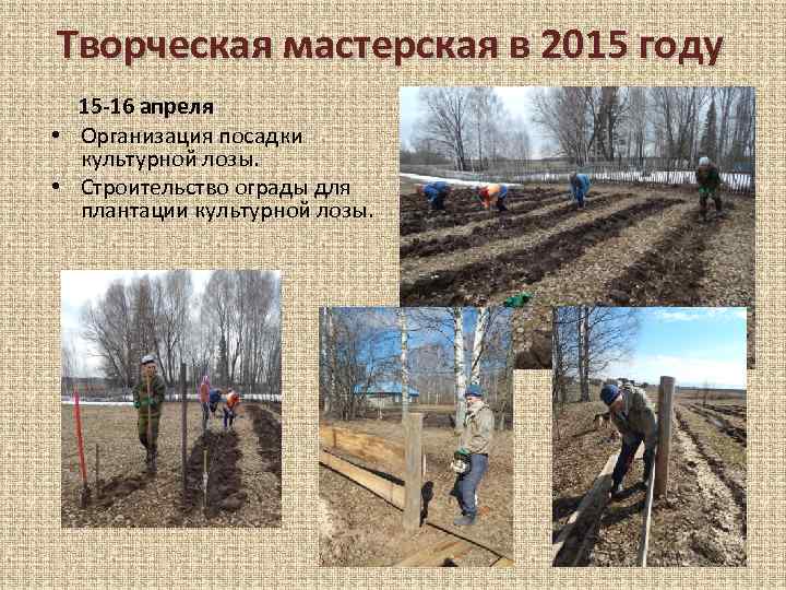Творческая мастерская в 2015 году 15 -16 апреля • Организация посадки культурной лозы. •