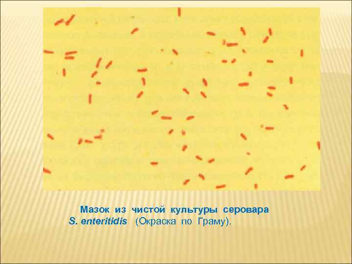Мазок из чистой культуры серовара S. enteritidis (Окраска по Граму). 