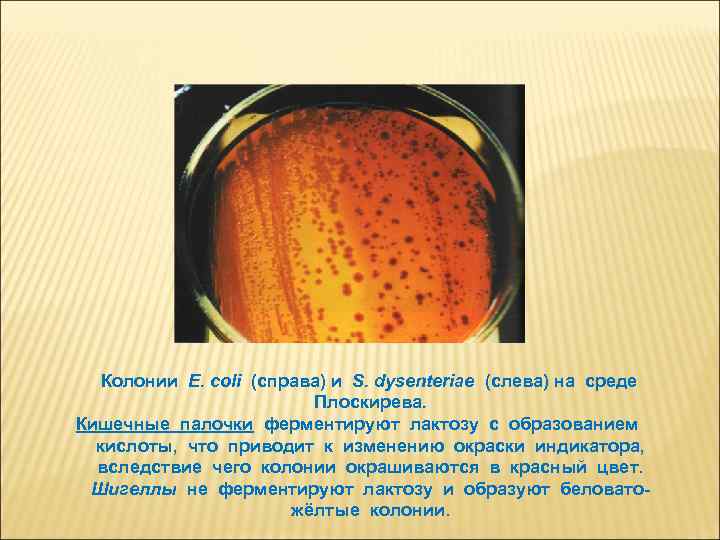 Колонии E. coli (справа) и S. dysenteriae (слева) на среде Плоскирева. Кишечные палочки ферментируют