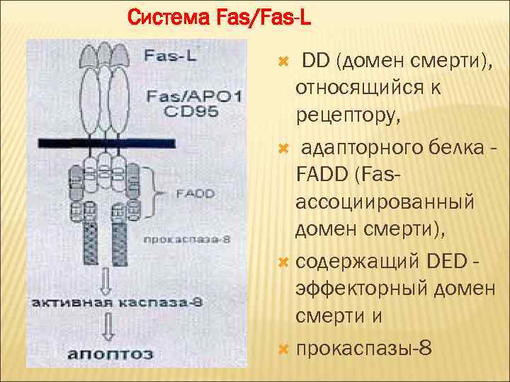 Ответ система. Рецептор домена смерти. Апоптоз домен смерти. Домен смерти иммунология. Схема строения рецептора смерти.