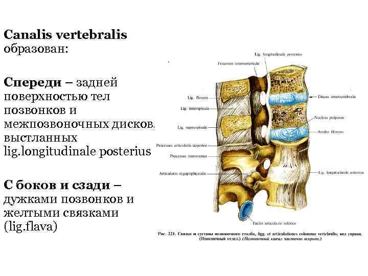 Canalis vertebralis образован: Спереди – задней Спереди поверхностью тел позвонков и межпозвоночных дисков, выстланных