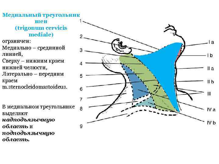 Медиальный треугольник шеи (trigonum cervicis mediale) ограничен: Медиально – срединной линией, Сверху – нижним