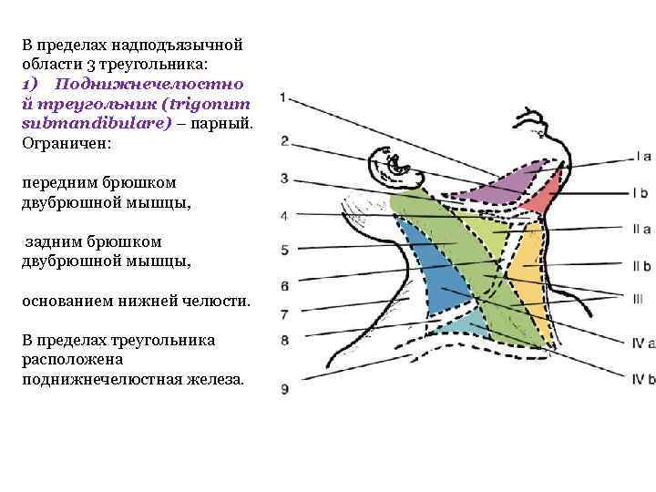 В пределах надподъязычной области 3 треугольника: 1) Поднижнечелюстно й треугольник (trigonum submandibulare) – парный.