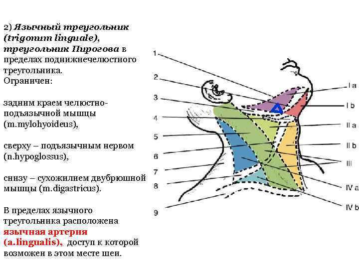 2) Язычный треугольник (trigonum linguale), треугольник Пирогова в пределах поднижнечелюстного треугольника. Ограничен: задним краем