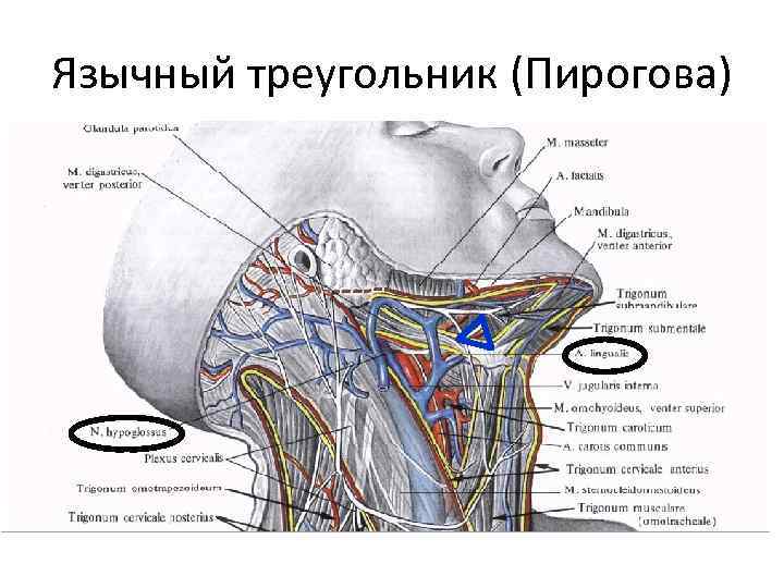 Язычный треугольник (Пирогова) 