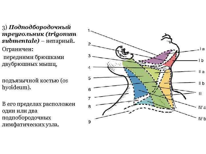 3) Подподбородочный треугольник (trigonum submentale) – непарный. Ограничен: передними брюшками двубрюшных мышц, подъязычной костью