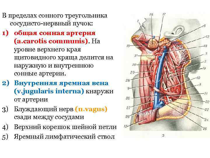 В пределах сонного треугольника сосудисто-нервный пучок: 1) общая сонная артерия (a. carotis communis). На