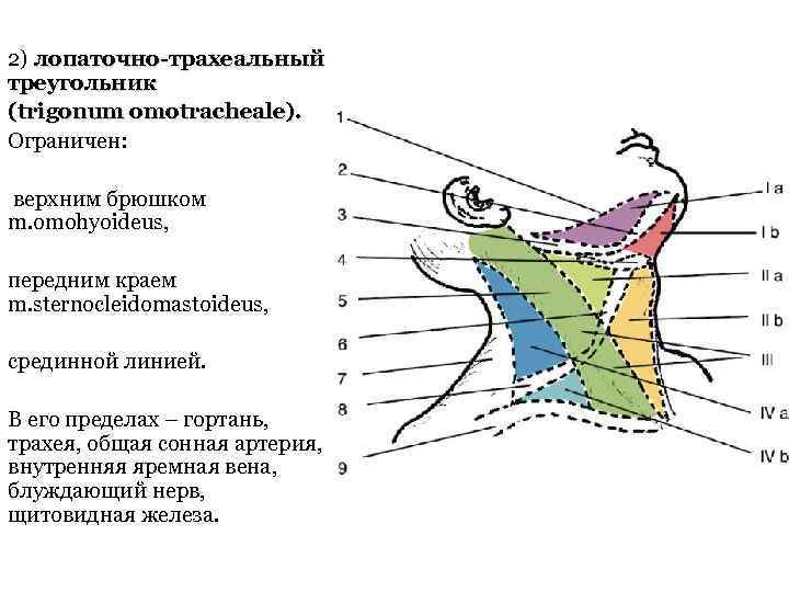 2) лопаточно-трахеальный треугольник (trigonum omotracheale). Ограничен: верхним брюшком m. omohyoideus, передним краем m. sternocleidomastoideus,