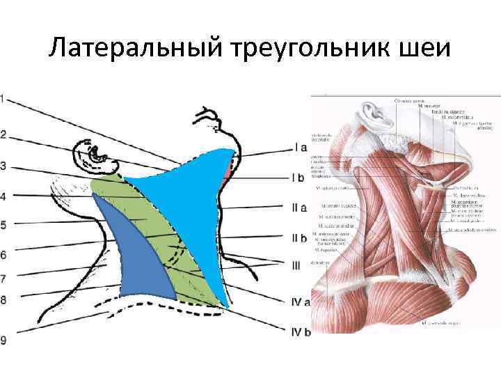 Латеральный треугольник шеи 