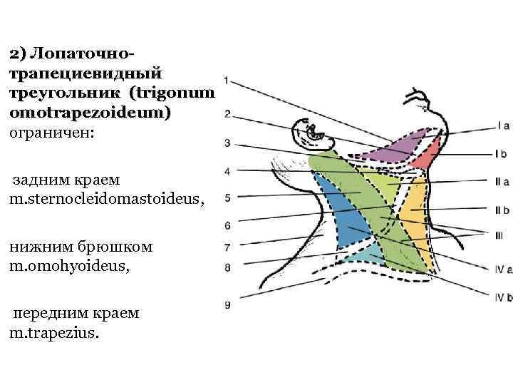 2) Лопаточнотрапециевидный треугольник (trigonum omotrapezoideum) ограничен: задним краем m. sternocleidomastoideus, нижним брюшком m. omohyoideus,