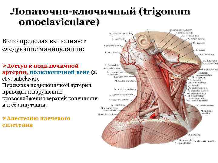 Лопаточно-ключичный (trigonum omoclaviculare) В его пределах выполняют следующие манипуляции: ØДоступ к подключичной артерии, подключичной