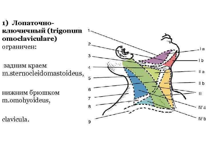 1) Лопаточноключичный (trigonum omoclaviculare) ограничен: задним краем m. sternocleidomastoideus, нижним брюшком m. omohyoideus, clavicula.