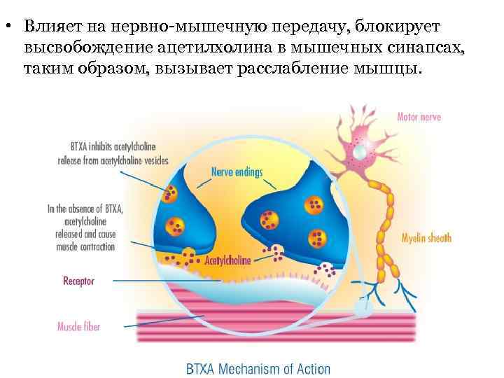  • Влияет на нервно-мышечную передачу, блокирует высвобождение ацетилхолина в мышечных синапсах, таким образом,