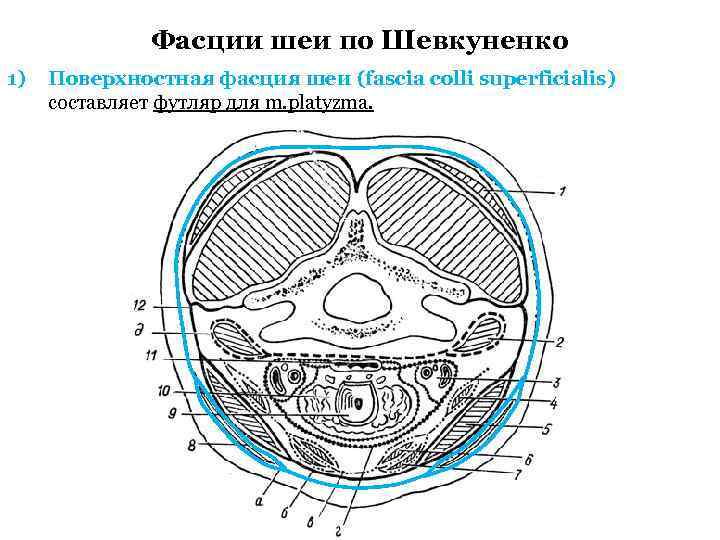 Фасции шеи по Шевкуненко 1) Поверхностная фасция шеи (fascia colli superficialis) составляет футляр для