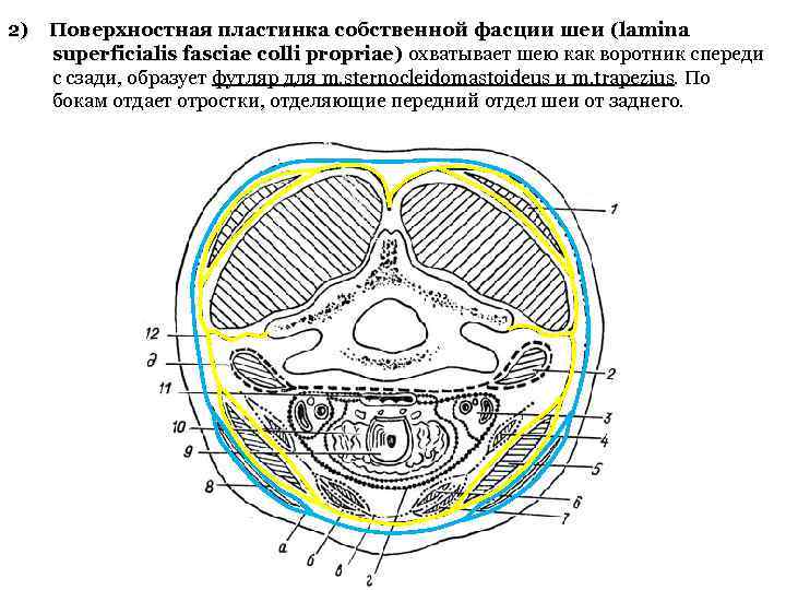 2) Поверхностная пластинка собственной фасции шеи (lamina superficialis fasciae colli propriae) охватывает шею как