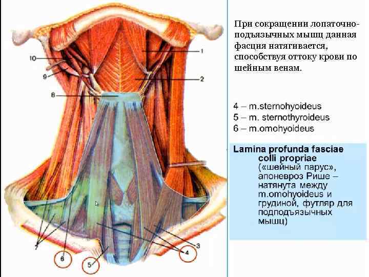 При сокращении лопаточноподъязычных мышц данная фасция натягивается, способствуя оттоку крови по шейным венам. 