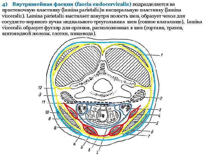 4) Внутришейная фасция (fascia endocervicalis) подразделяется на пристеночную пластинку (lamina parietalis)и висцеральную пластинку (lamina