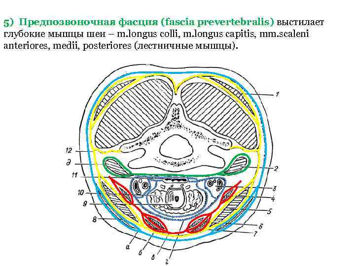 5) Предпозвоночная фасция (fascia prevertebralis) выстилает глубокие мышцы шеи – m. longus colli, m.