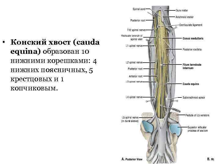  • Конский хвост (cauda equina) образован 10 нижними корешками: 4 нижних поясничных, 5