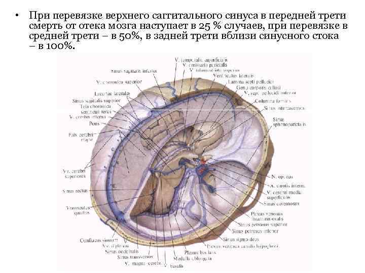  • При перевязке верхнего саггитального синуса в передней трети смерть от отека мозга