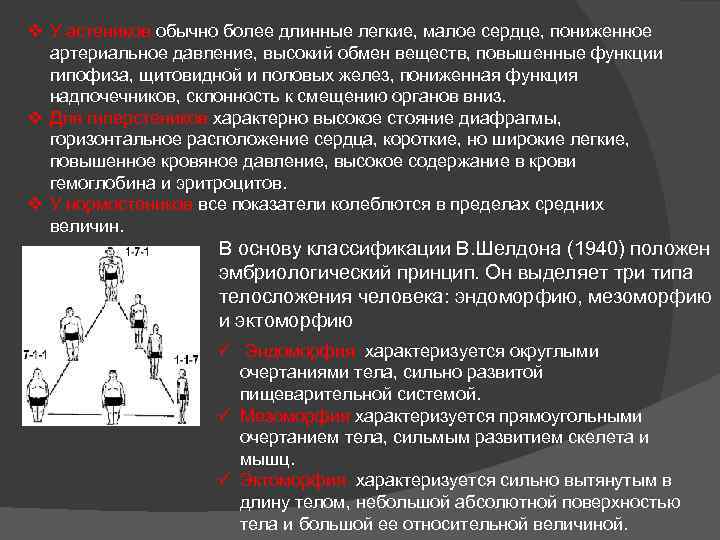 v У астеников обычно более длинные легкие, малое сердце, пониженное артериальное давление, высокий обмен