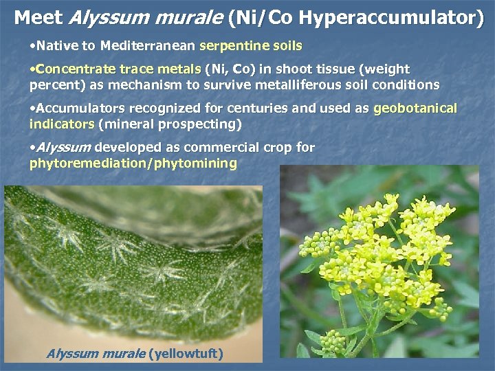 Meet Alyssum murale (Ni/Co Hyperaccumulator) • Native to Mediterranean serpentine soils • Concentrate trace