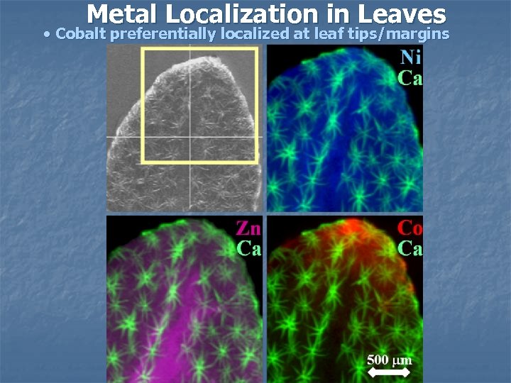 Metal Localization in Leaves • Cobalt preferentially localized at leaf tips/margins 
