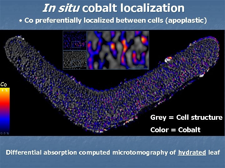 In situ cobalt localization • Co preferentially localized between cells (apoplastic) 100 mm Co
