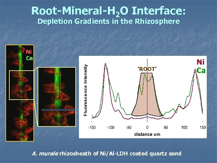 Root-Mineral-H 2 O Interface: Depletion Gradients in the Rhizosphere Ni Ca ‘ROOT’ A. murale