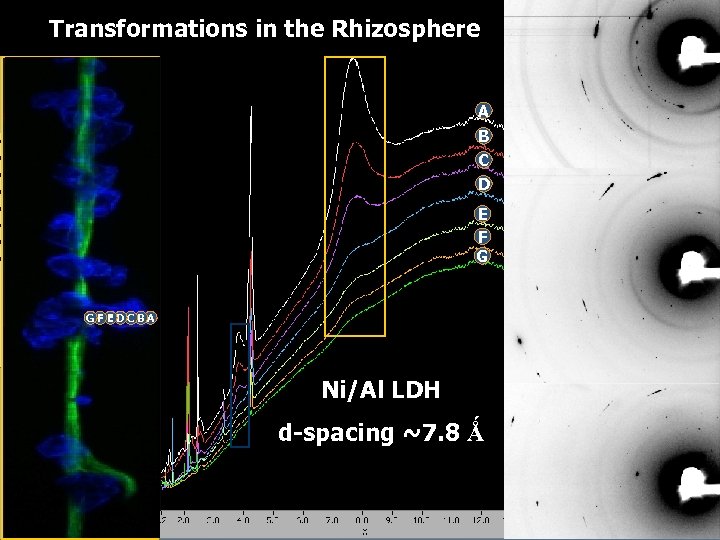 Transformations in the Rhizosphere A B C D E F G GF ED C