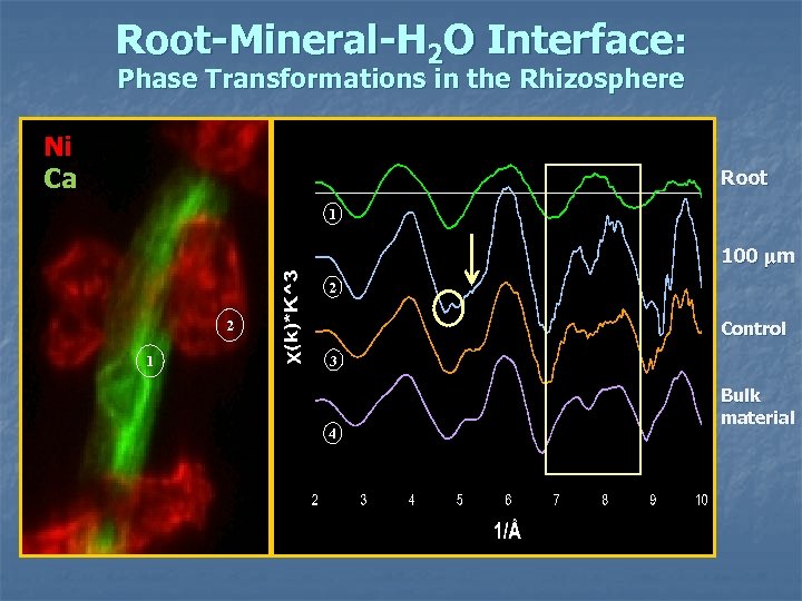 Root-Mineral-H 2 O Interface: Phase Transformations in the Rhizosphere Ni Ca Root 1 100