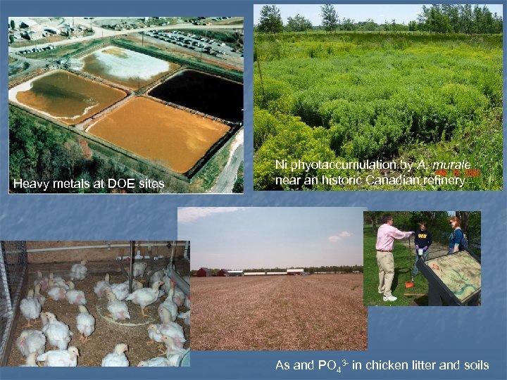 Heavy metals at DOE sites Ni phyotaccumulation by A. murale near an historic Canadian