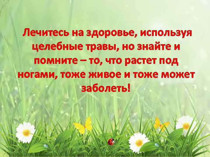  Лечитесь на здоровье, используя целебные травы, но знайте и помните – то, что