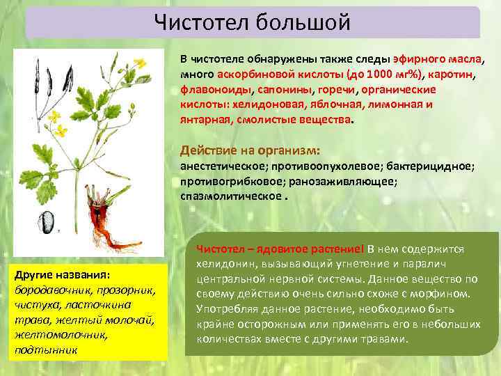 Чистотел большой В чистотеле обнаружены также следы эфирного масла, много аскорбиновой кислоты (до 1000