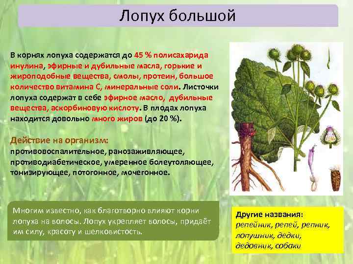 Лопух большой В корнях лопуха содержатся до 45 % полисахарида инулина, эфирные и дубильные