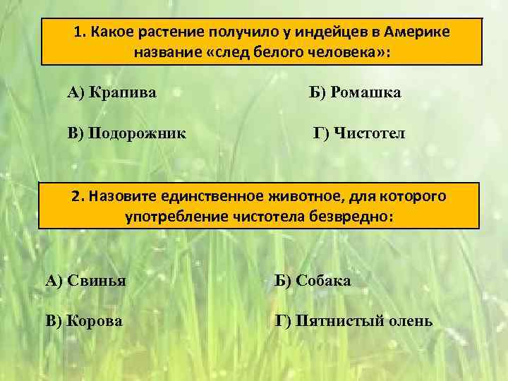 1. Какое растение получило у индейцев в Америке название «след белого человека» : А)