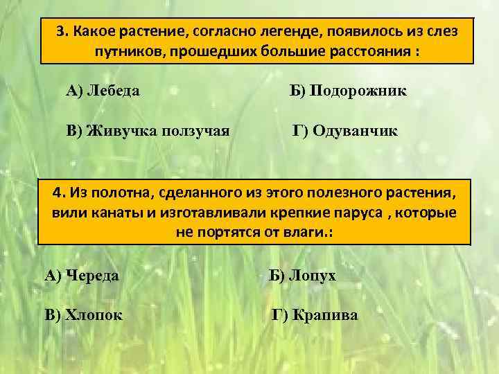 Согласно легенде цветок получил название. Названия растений на согласную. Растение с согласной. Аптека под ногами лопух.