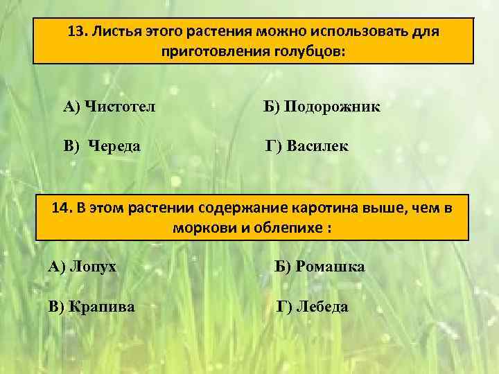 13. Листья этого растения можно использовать для приготовления голубцов: А) Чистотел Б) Подорожник В)